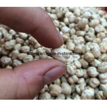 8mm 10mm Chickpeas for Sale